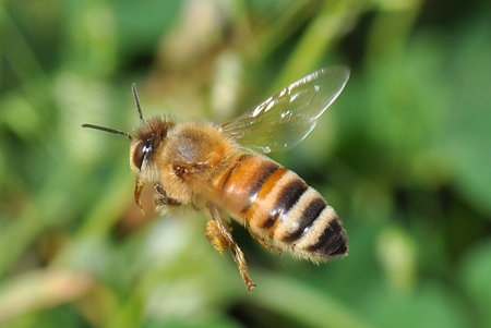 ミツバチ科　セイヨウミツバチ