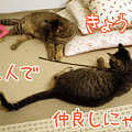 090719-【猫アニメ】二人で仲良しにゃ～