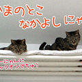 090804-【猫アニメ】いまのとこ、にゃかよしにゃ！