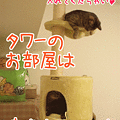 090823-【猫アニメ】タワーのお部屋はあたしのにゃ！