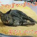 090912-【猫アニメ】ぽかぽか争奪戦にゃ？！