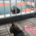 091009-【猫アニメ】余裕にゃ～♪