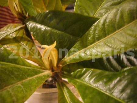 image003