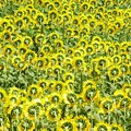 ひまわりたちのうなじかな。