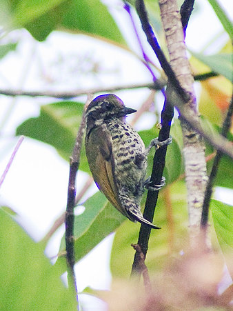 アジアヒメキツツキ(Speckled Piculet) IMGP42051_R