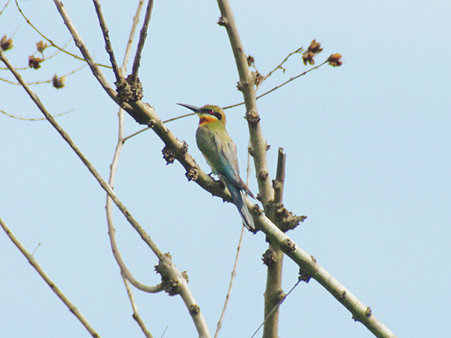 ハリオハチクイ(Blue-tailed Bee-eater) IMGP119688(LR)_R