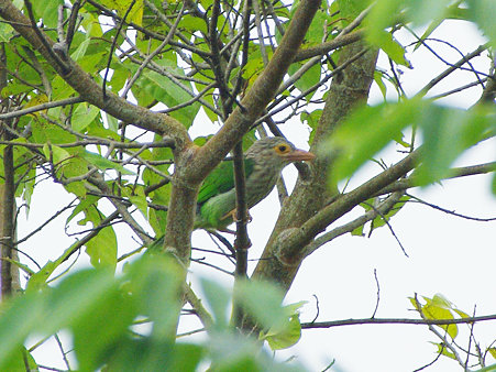 シロボシオオゴシキドリ(Lineated Barbet) IMGP0940_R
