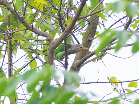 シロボシオオゴシキドリ(Lineated Barbet) IMGP120941_R