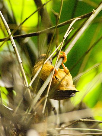 インドミツユビコゲラ(White-browed Piculet) IMGP121354_R