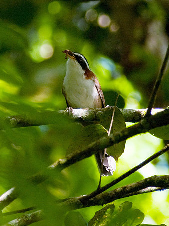 マミジロマルハシ(White-browed Scimitar-Babbler) IMGP125170_R