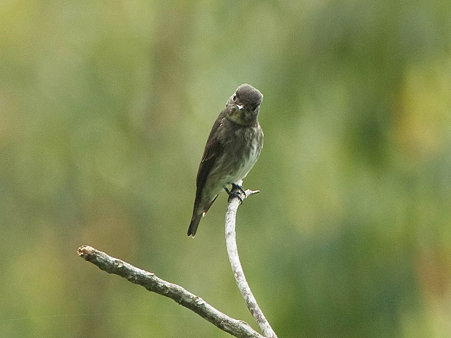 サメビタキ(Dark-sided Flycatcher) P1020743_R