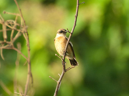 ノビタキ(Common Stonechat) IMGP125888_R