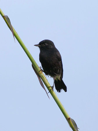 クロノビタキ(Pied Bushchat) IMGP125879_R
