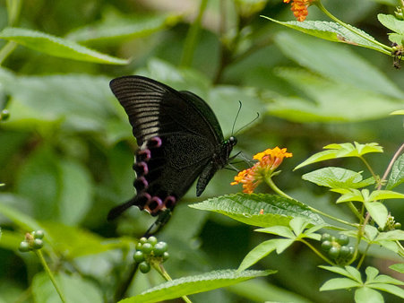 ルリモンアゲハ(Papilio Paris) IMGP126196_R