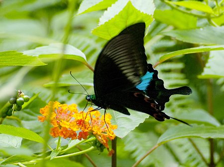 ルリモンアゲハ(Papilio Paris) IMGP126145_R