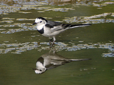 ハクセキレイ(White Wagtail) P1040521_R