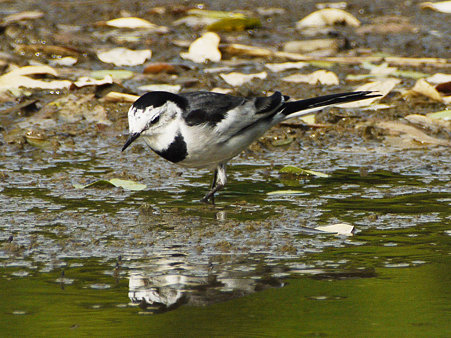 ハクセキレイ(White Wagtail) P1040537_R