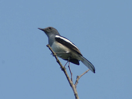 シキチョウ(Oriental Magpie Robin) IMGP126672_R