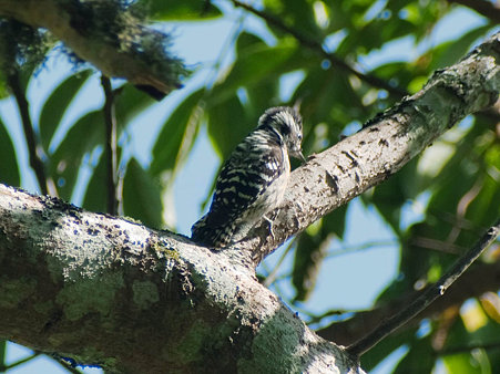 セグロコゲラ(Grey-capped Pygmy Woodpecker) IMGP126867_R2