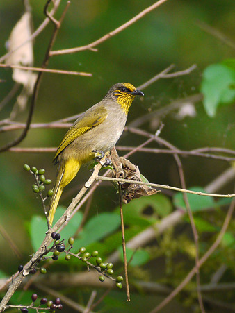 キビタイヒヨドリ(Stripe-throated Bulbul) P1290035_R