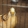 Photos: 金の鶏