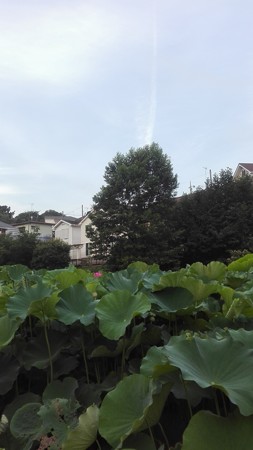 薬師池公園 ハス田@町田