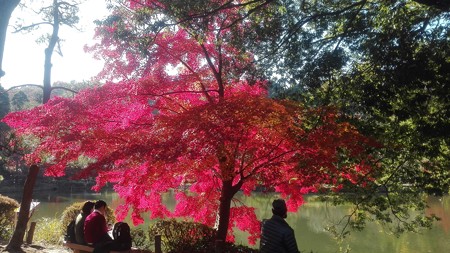 池の反射と紅葉かな@町田薬師池公園