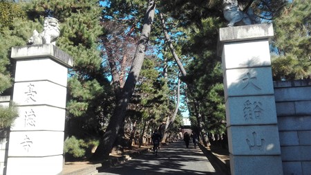 松並木@豪徳寺