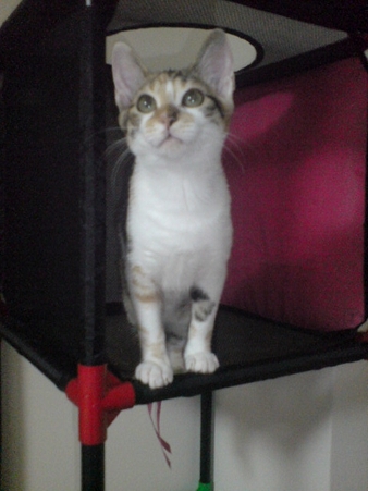 2009080604