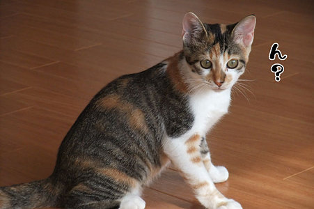 2009082403