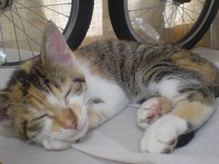2009071101