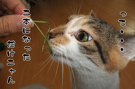 2009100403