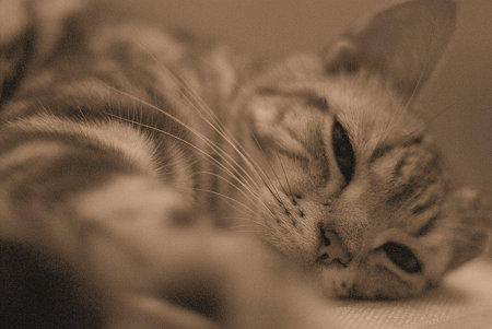 Cat Dreams