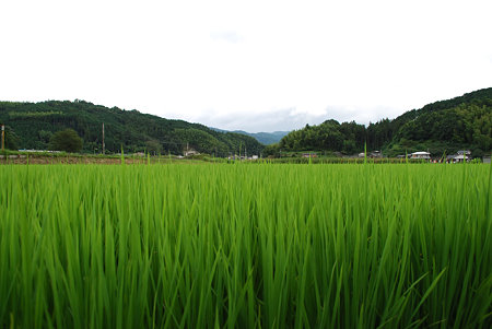 田園