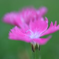Photos: いつもの散歩道「ピンクの花」