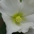 Photos: 白い花ーB