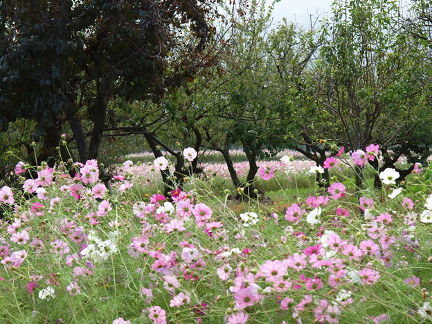 Photos: 秋桜の花畑