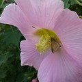 Photos: ピンク色の花