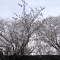 Photos: こんな桜の木です～♪