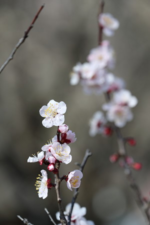 梅4