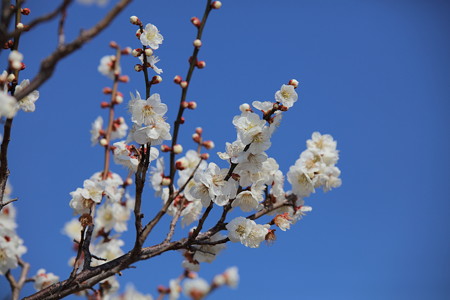 梅9