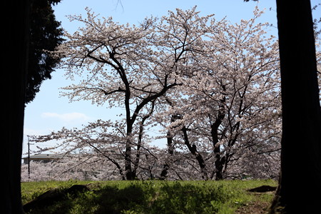 彦根城桜5Ds10