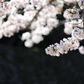 Photos: 彦根城桜5Ds14