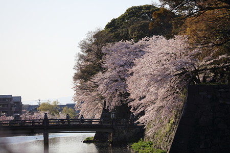 彦根城桜5Ds20