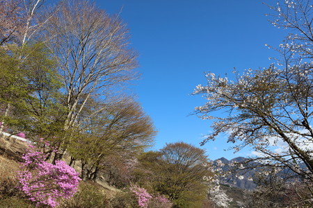 三峯神社神社15