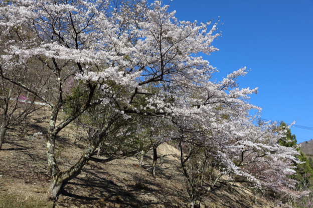三峯神社神社16