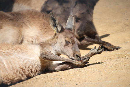 浜松市動物園1