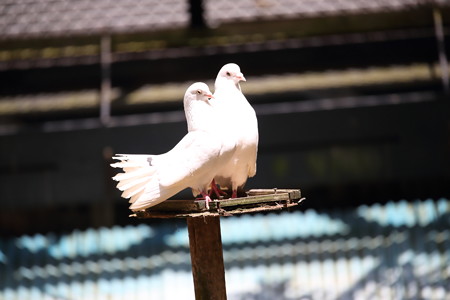 浜松市動物園4