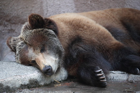 浜松市動物園17