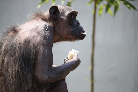 浜松市動物園20